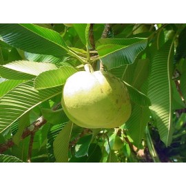 Buy Rare Seeds Dillenia indica | Chulta | Elephant Apple | Hondapara Tree | Ou Tenga | 20_Seeds