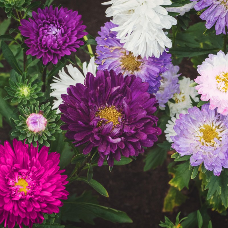 The Old Farmer's Almanac Aster Seeds (Powderpuff Mix) - Approx