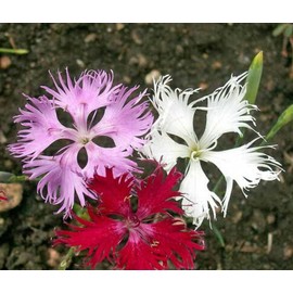 1oz Fringed Pinks Dianthus Superbus Flower Seeds Fragrant (26,000+ Seeds)
