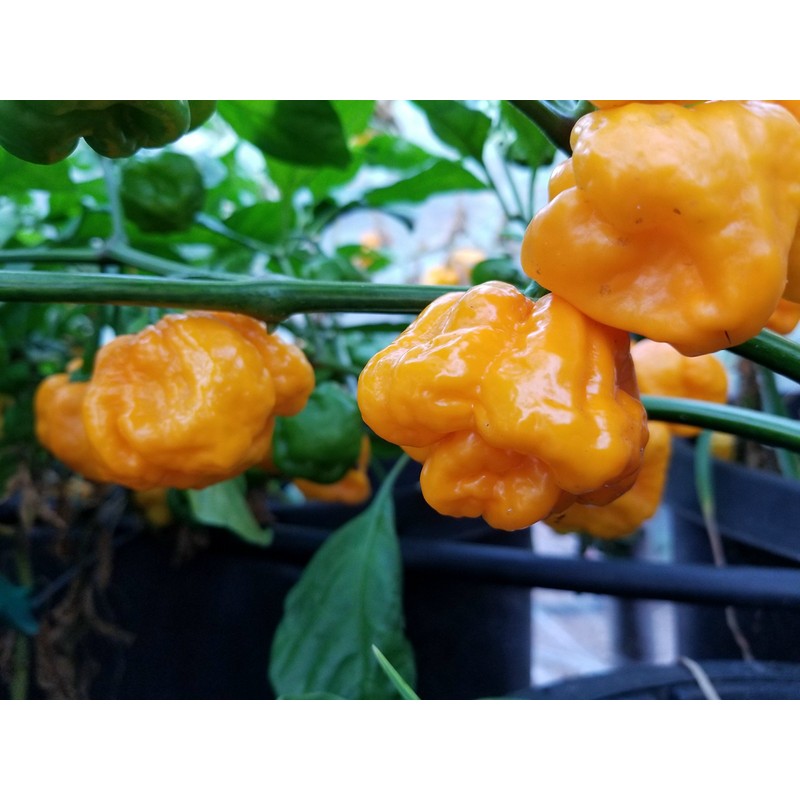 Foodarama Yellow Scotch Bonnet Pepper 10+ Seeds