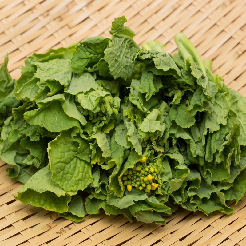 Outsidepride Forage Rape Seed for Food Plots & Cover Crops