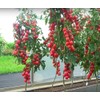 KIRA SEEDS - Vine Tomato - Giant - Heirloom Vegetable