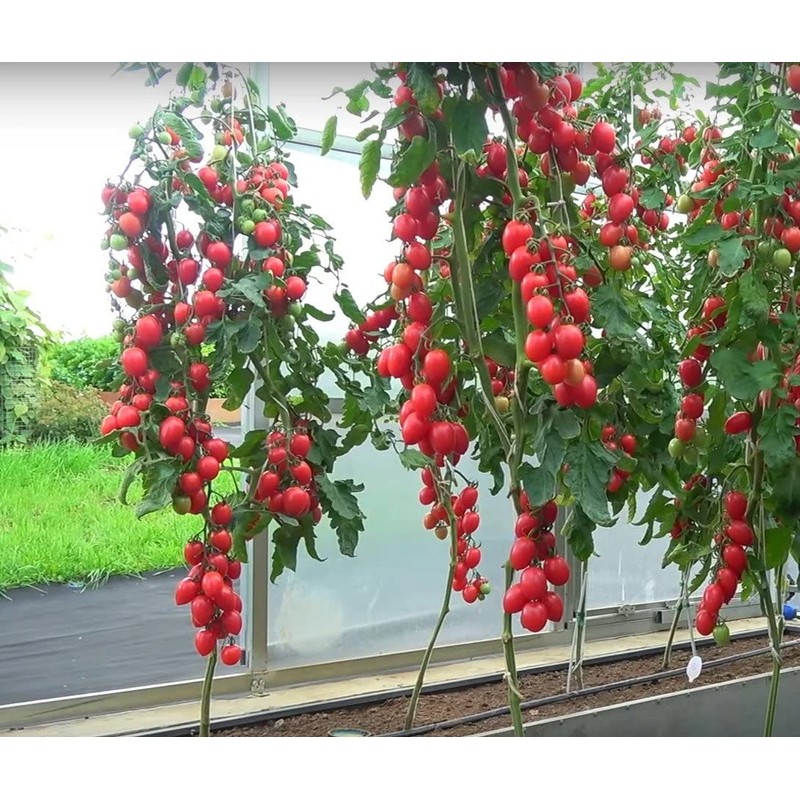KIRA SEEDS - Vine Tomato - Giant - Heirloom Vegetable