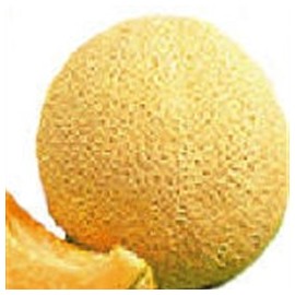 Organic Hales Best Jumbo Cantaloupe - 1/32oz. Bulk Vegetable Seed
