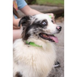 Country Brook Petz - American-Made Dog Collar for Large, Medium, and Small Dogs and Puppies - Deluxe Heavy Duty Nylon in 33 Dazzling Colors (Extra Large, 1 Inch Wide, Hot Lime Green)