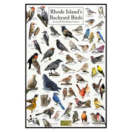Where's Wildlife Rhode Island's Backyard Birds Poster - Rhode Island Bird Chart Highlighting Birds At Your Bird Feeder (8" x 12")