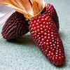 Strawberry Corn Seeds – Zea Mays | Annual | Unique