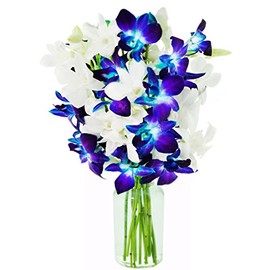 Starry Night in the Tropics: Bouquet of 5 Blue Dendrobium Orchids & 5 White Dendrobium Orchids from Thailand with Free Vase Included