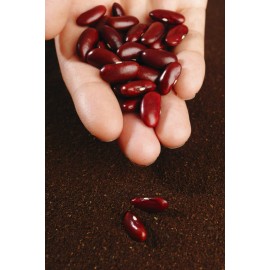 TomorrowSeeds Dark Red Kidney Bean Seeds | For Planting Bush Chili Beans Vegetable Seed 2025 - 90+ Count