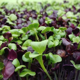 Todd's Seeds Spicy Mustard and Radish Microgreen and Sprouting Seeds Mix, China Rose Radish, Rambo Radish, Tendergreen Mustard, and Red Giant Mustard Seed (1/4 Pound)
