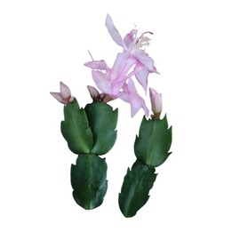 Live Holiday Cactus Plants Thanksgiving Cactus (2pc Thanksgiving Cactus no Root Cutting(Pink-Edged))