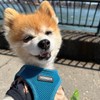 Voyager Step-in Air Dog Harness - All Weather Mesh, Reflective,