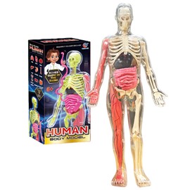 MOSABRUKI Human Anatomy Model Glow in the Dark Human Body Model Toys Mannequin 3D Organ Model Internal Internal Detachable Anatomy Model Set Skeleton Model Toy for Medical Student Doctor School
