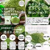 Shizen Health Corporation Moringa Powder, 14.1 oz (400 g), Moringa