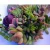 25 (25 varieties) Succulent CUTTINGS