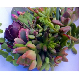 25 (25 varieties) Succulent CUTTINGS