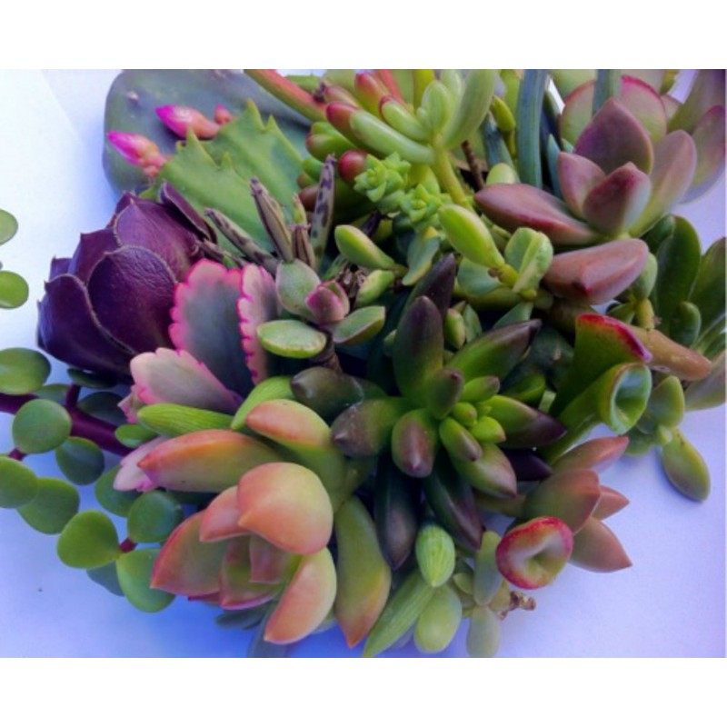 25 (25 varieties) Succulent CUTTINGS