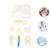 ULTECHNOVO 1pc Detachable Model for Teaching Oral Demonstration and Patient