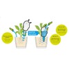 Scheurich 52888 0 XL 087/14 Bordy Watering System - White/Champagne