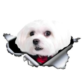 Car Sticker Maltese Sticker 15 cm (5.9 Inch) Maltese with Red Bow Reflective Sticker 3D Ripped Car Sticker Pet Dog Funny Sticker Maltese Car Sticker Funny Decor