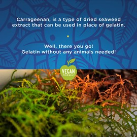 Funtasty Fruit Squeezable Jellies - 40 Count Jar - Tik Tok Candy - Fun Jelly Treat in Assorted Fruit Flavors - Mango, Strawberry, Apple, Pineapple, and Grape