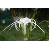 Hymenocallis 'Tropical Giant' is Often Called a 'White Spider Lily'