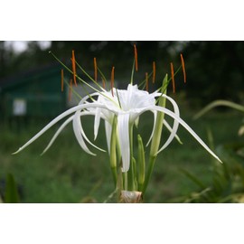 Hymenocallis 'Tropical Giant' is Often Called a 'White Spider Lily' and is Versatile and Cold Hardy as it Blooms in Late Summer/ 2 Small Bulbs