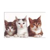 Paper House Productions Three Kittens Blank Card