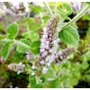 Rare Mentha Rotundifolia similair to Apple Mint Bowles Mint Fuzzy