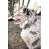 Carhartt Nylon Duck Dog Collar, Fully Adjustable Durable 2-Ply Cordura