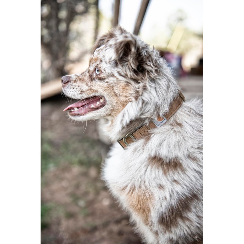 Carhartt Nylon Duck Dog Collar, Fully Adjustable Durable 2-Ply Cordura