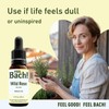 Feel Bach! Natural Homeopathic Remedy - Wild Rose Dropper Flower