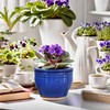 Dphagesy African Violet Pots Self Watering 6 inch Round Ceramic