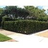 Podocarpus Macrophyllus Japanese Yew - 10 Live Plants 2" Pots