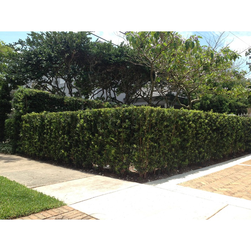 Podocarpus Macrophyllus Japanese Yew - 10 Live Plants 2" Pots