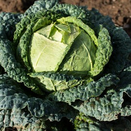 Cabbage Seeds – Heirloom Variety – High-Yield – Fresh Tasty Vegetables – for Your Kitchen Garden (Cabbage Savoy Vertus)