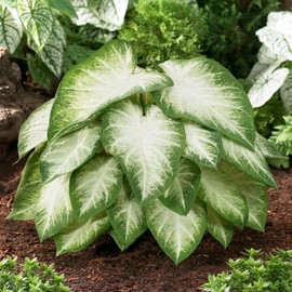 Garden State Bulb Aaron White Caladium Bulbs, Bare Roots, Spring Planting (Bag of 40)