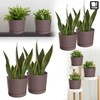PECZEKO Matte Flower Pot, Plastic Planter, Decorative Pot for Large