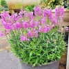 Little Seed Store 51+OBEDIENT PLANT Flower Seeds Native Wildflower Deer