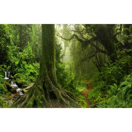 Forest Aquarium Background Densely Woods in Moss Natural Landscape Fish Tank Background Deep Rainforest Jungle Trees Stream Terrarium Background Foggy Misty Forest Reptile Habitat Background 72x24in