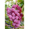 100+ Pcs Grape Seeds for Planting