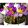 Crocus Bulbs White Yellow Purple Lilac Green Fall Plant Spring