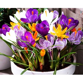 Crocus Bulbs White Yellow Purple Lilac Green Fall Plant Spring Bloom Flowers Crocus Species Botanical Mixture Size 6+ (10 Bulbs)