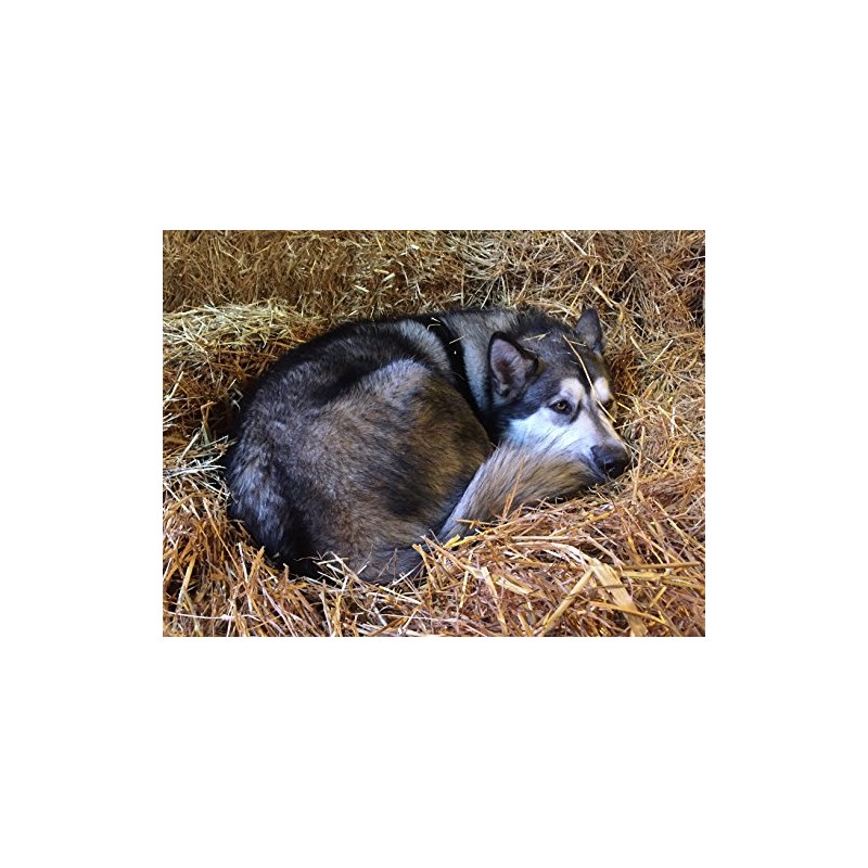 Thunder Acres 100 Percent Natural Wheat Straw (8 lbs.)