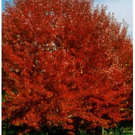 Brandywine Red Maple Tree - Live Plant Shipped 1 to 2 Feet Tall in Gallon Containers (No California)