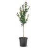 Centurion Crabapple Tree, Vibrant Pink-Red Flowering, Cold Hardy, Vibrant Reddish