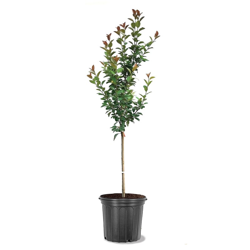 Centurion Crabapple Tree, Vibrant Pink-Red Flowering, Cold Hardy, Vibrant Reddish