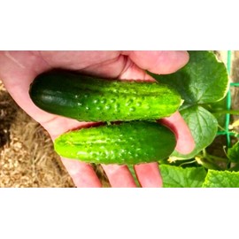 Indoor Cucumber Self-Pollinating 10 Seeds for Planting