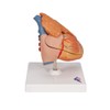 3B Scientific G08/1 Classic Heart w/ Thymus 3-part - 3B