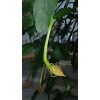 exotic 4 CLIPPINGS-Epiphyllum oxipetalum 'Queen of the Night' - 8"